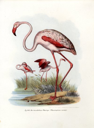 Greater Flamingo by German School